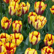 tulipe tardive -helmar